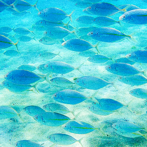 Striped jackのページ