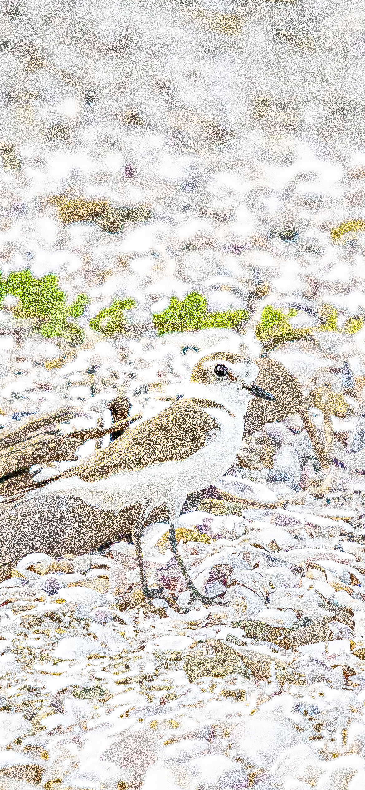 Charadrius alexandrinus 1170x2532