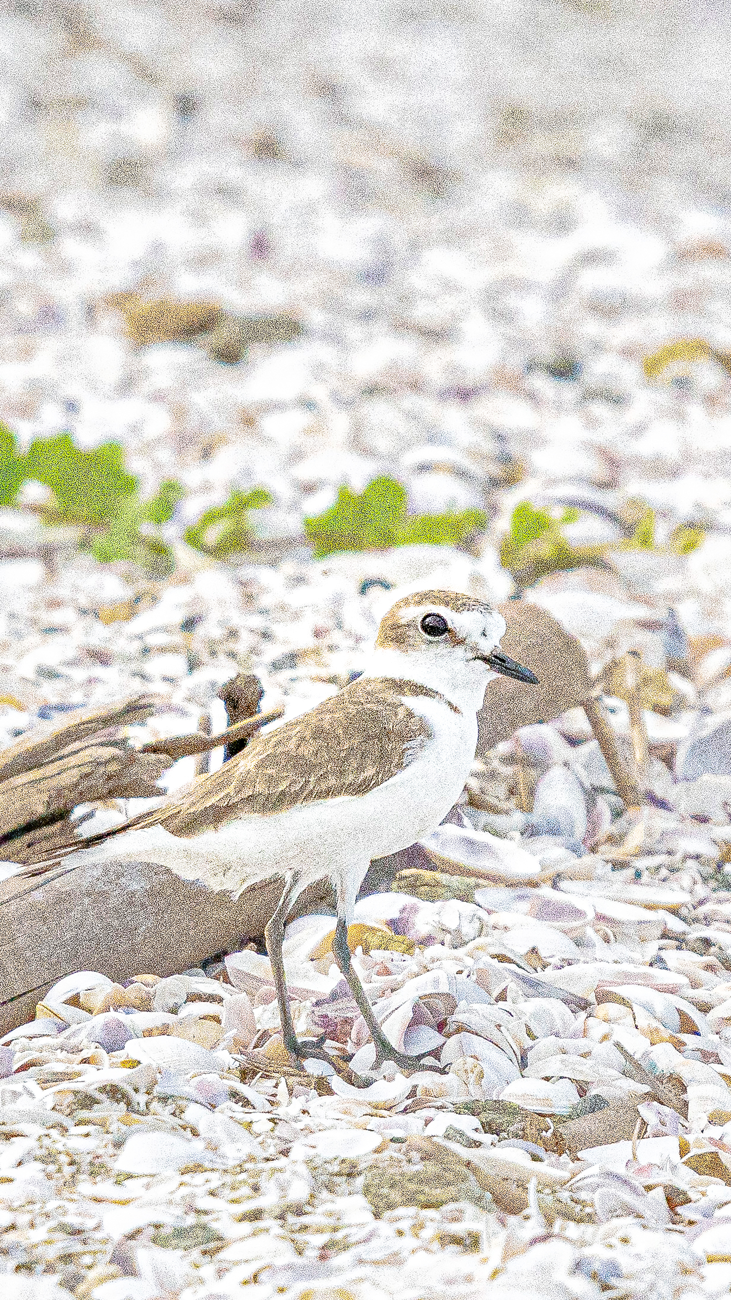 Charadrius alexandrinus 1440x2560