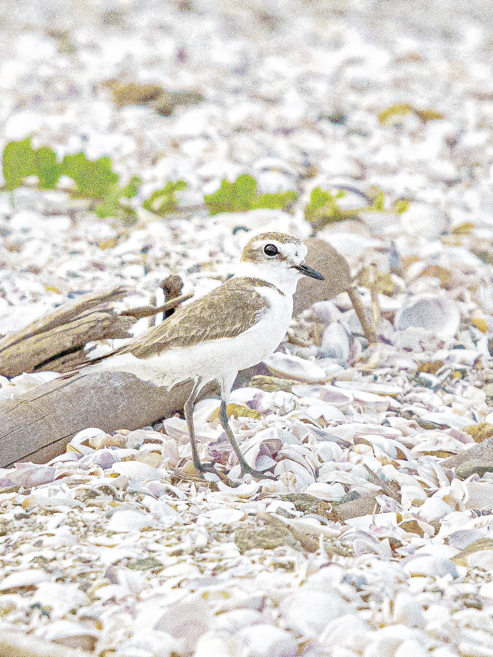 Charadrius alexandrinus 1620x2160
