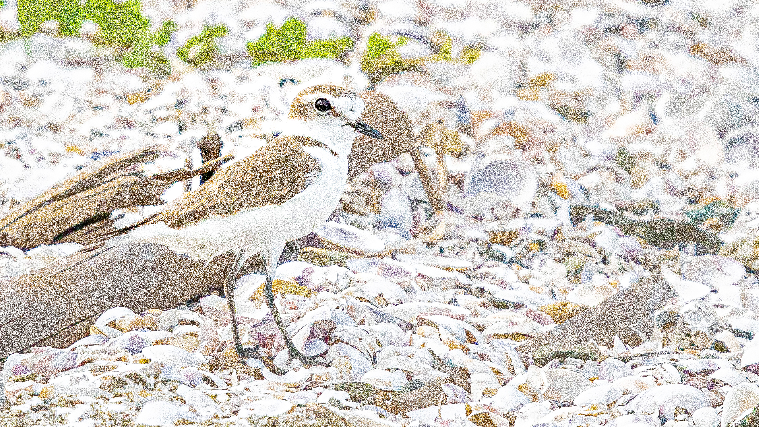 Charadrius alexandrinus 2560x1440