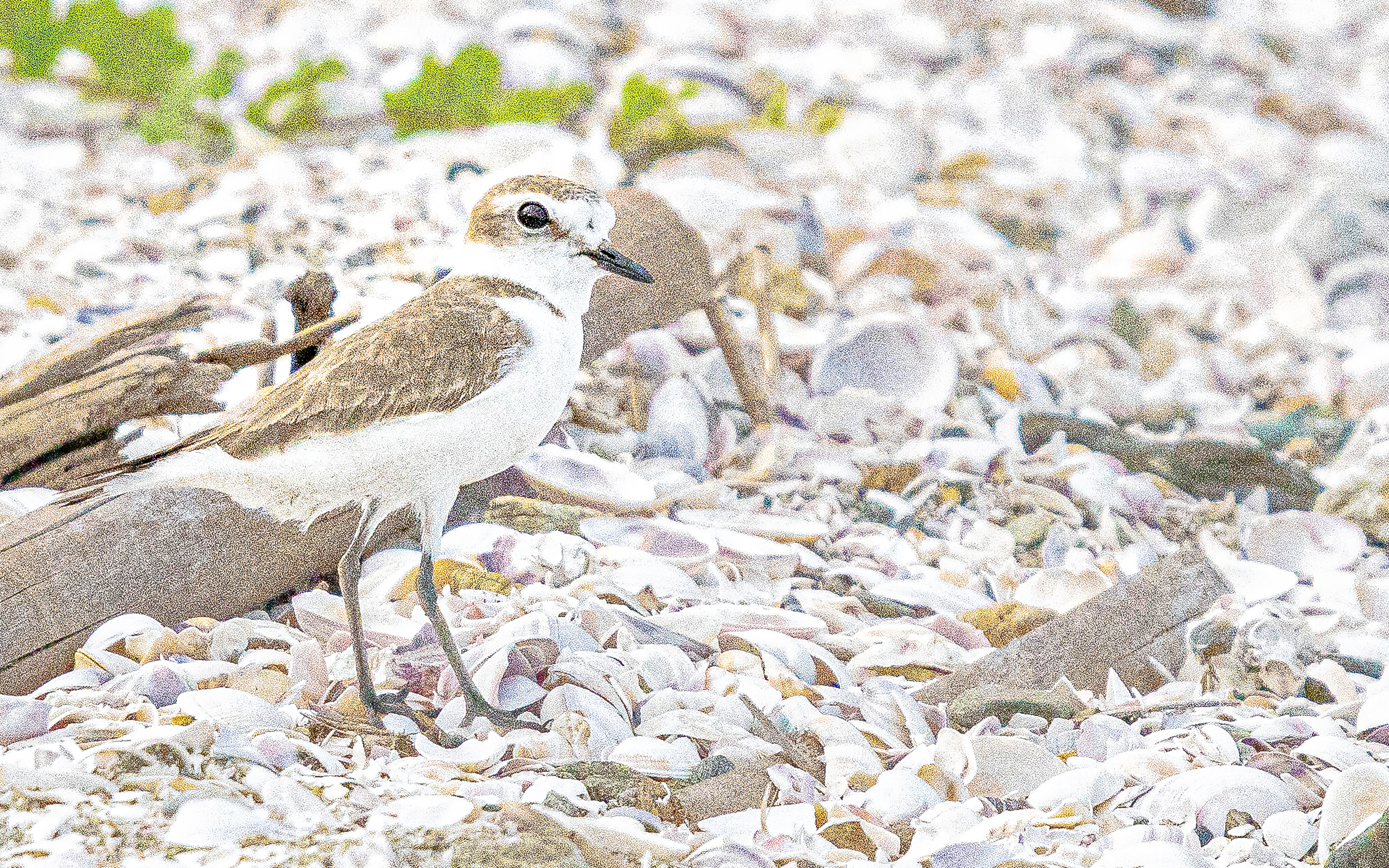 Charadrius alexandrinus 2560x1600