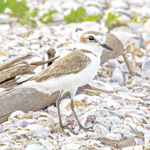 Charadrius alexandrinusのページ