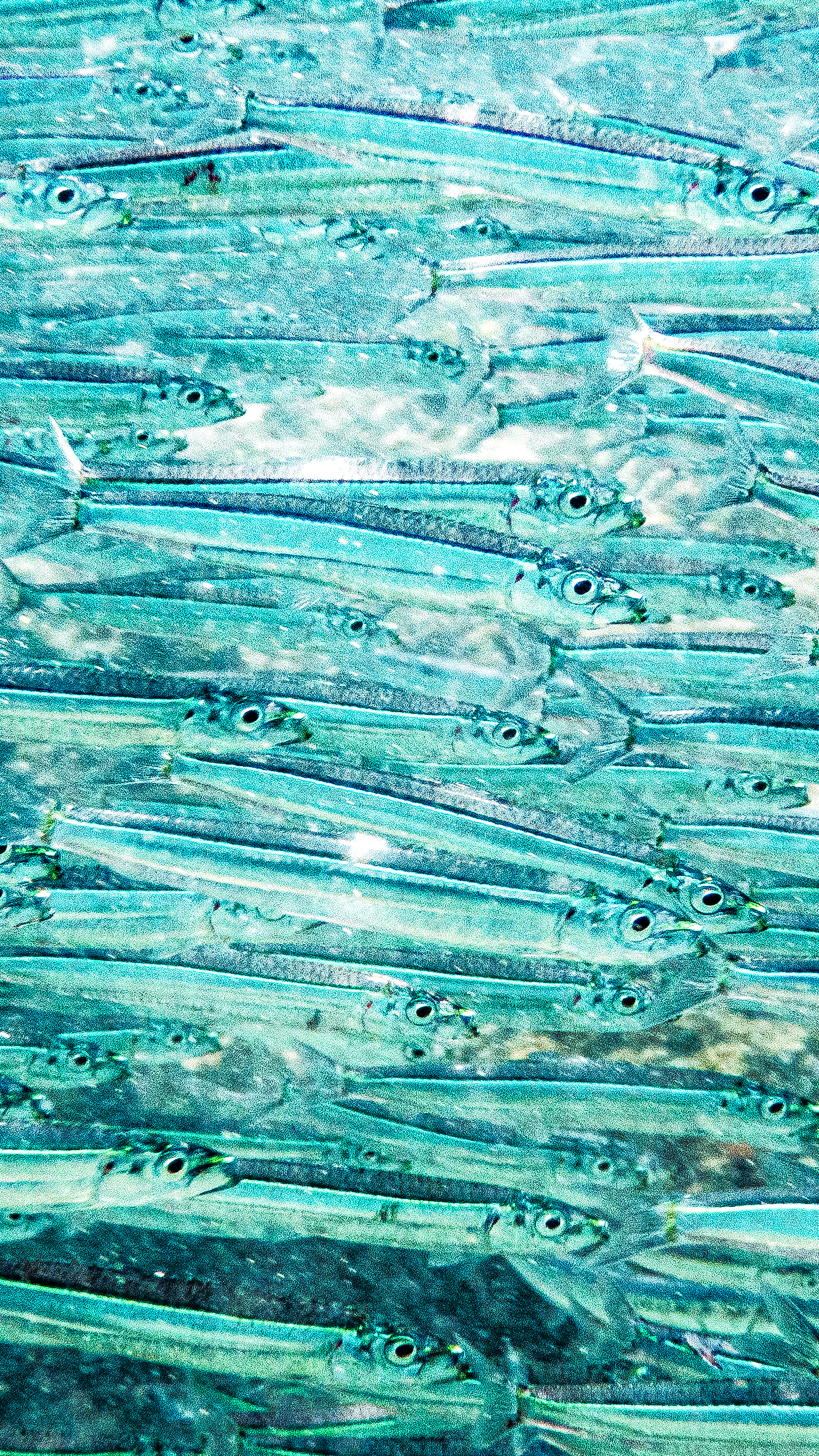 Etrumeus teres 1440x2560