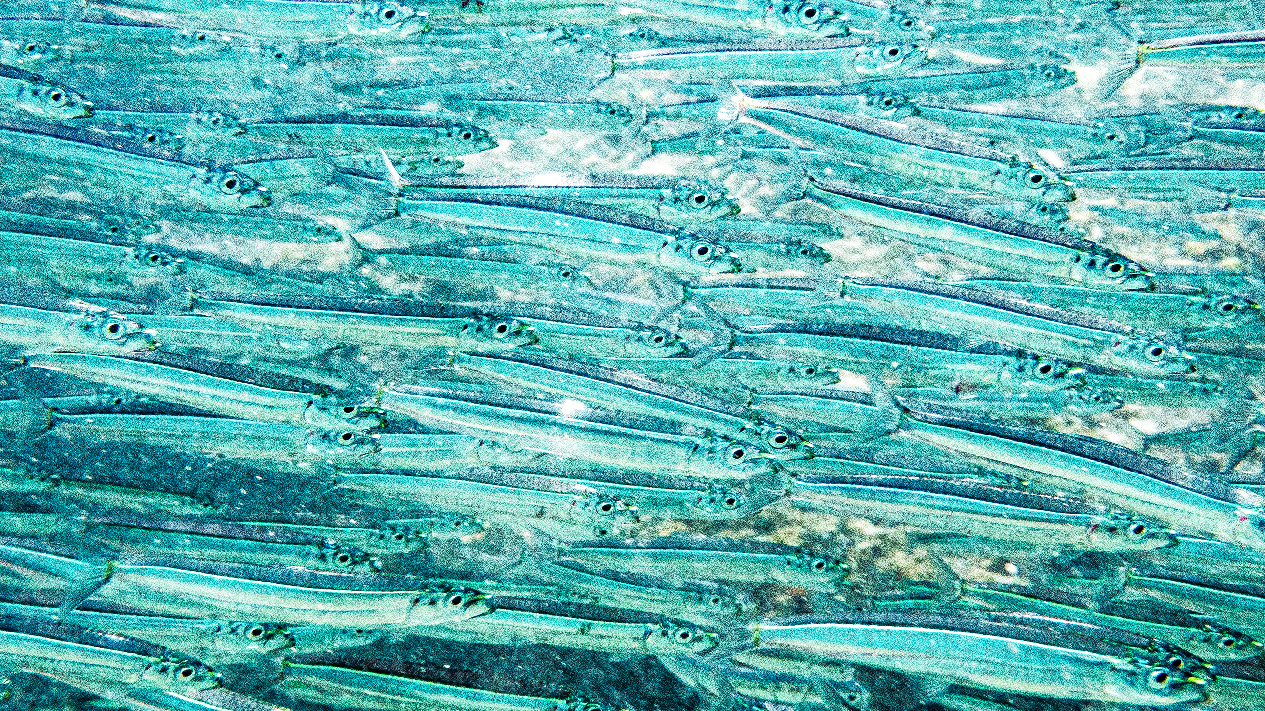 Etrumeus teres 2560x1440